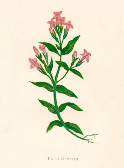 Feld-Enzian, um 1891, 1891 von Anne Pratt