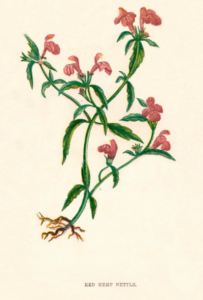 Roter Hanfnessel, um 1891 von Anne Pratt