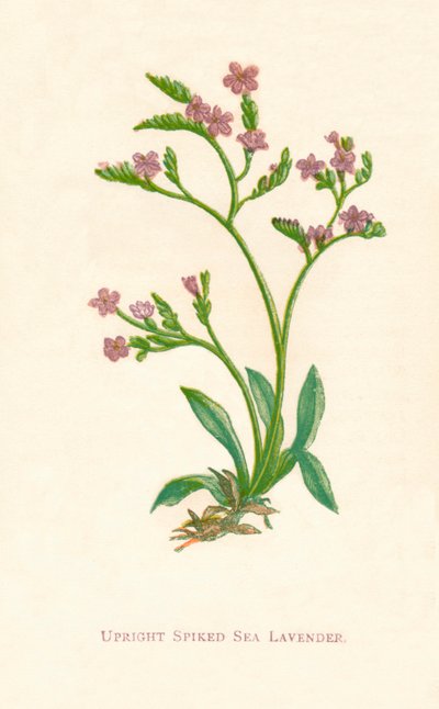 Aufrechter stacheliger Meerlavendel, ca. 1891 von Anne Pratt