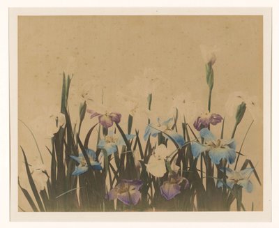 Blumenstillleben mit Iris von Anonymous