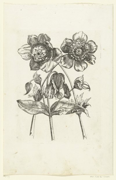 Drei Blumen von Anonymous