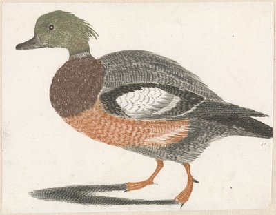 Ente nach links von Anonymous