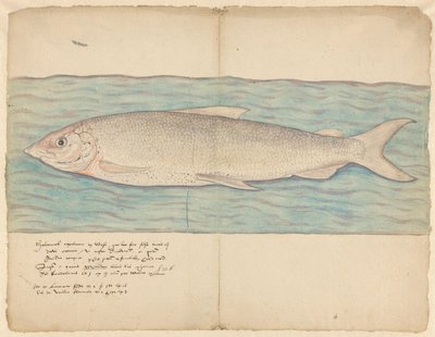 Houting (Coregonus oxyrinchus) von Anonymous