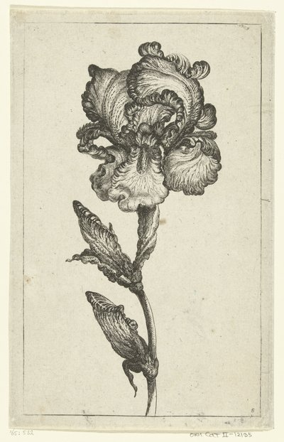Iris von Anonymous