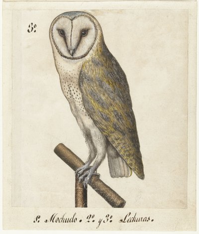 Schleiereule (Lombard Album) von Anonymous