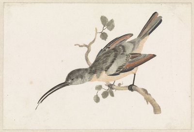 Kolibri auf einem Ast nach links von Anonymous