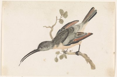Kolibri auf einem Ast nach links von Anonymous