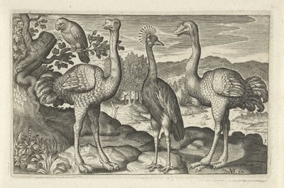 Kronenkranich zwischen zwei Straußen (Serientitel: Vögel und Insekten) von Anonymous