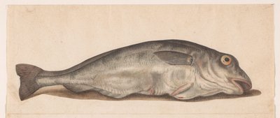 Schellfisch von Anonymous
