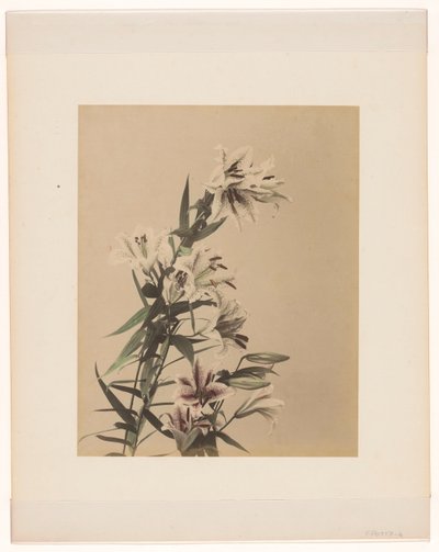 Tigerlilien von Anonymous