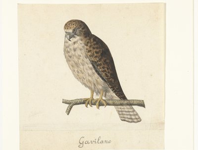 Turmfalke von Anonymous