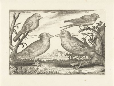 Vier Vögel von Anonymous