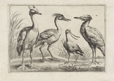 Vier Watvögel (Verschiedene Vogelarten) von Anonymous