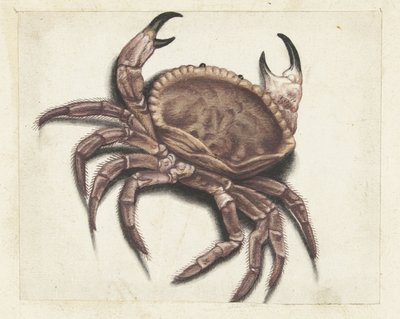 Seekrabbe von Anonymous
