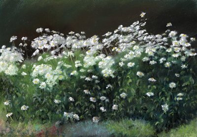 Shasta-Gänseblümchen von Anthony Rule
