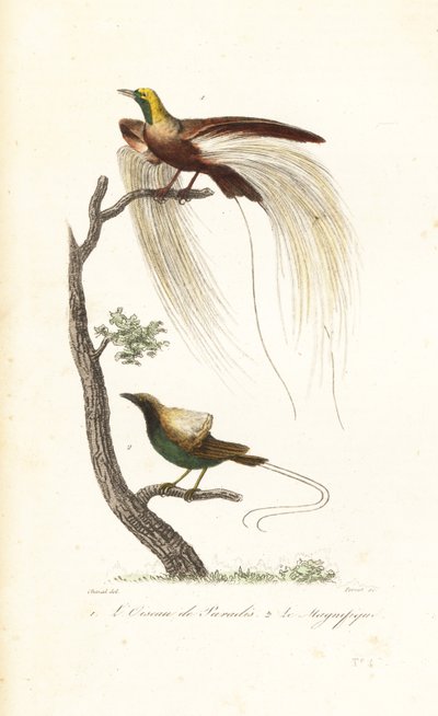 Großer Paradiesvogel und prächtiger Paradiesvogel von Antoine (after) Chazal