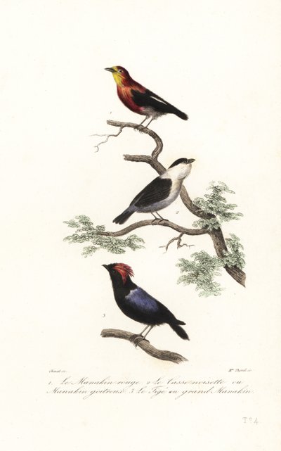 Manakin-Arten von Antoine (after) Chazal