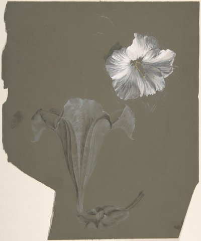 Studie von zwei weißen Lilien von Antoine Berjon