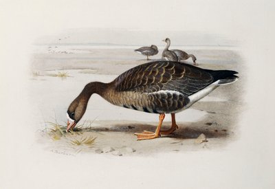 Eine Weißwangengans von Archibald Thorburn