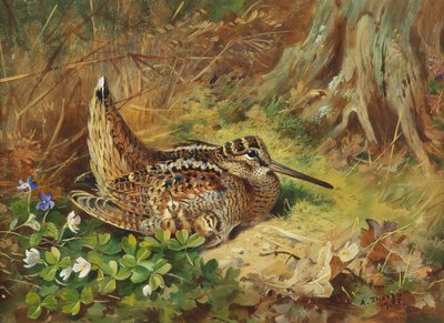 Ein Waldschnepfe und Küken von Archibald Thorburn