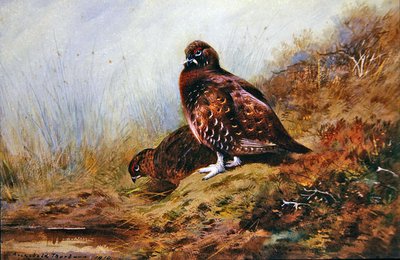 Moorhuhn von Archibald Thorburn