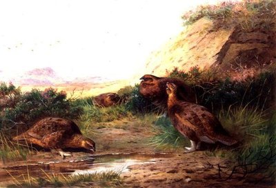 Moorhuhn in einer Landschaft von Archibald Thorburn