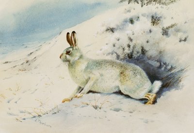 Hase von Archibald Thorburn