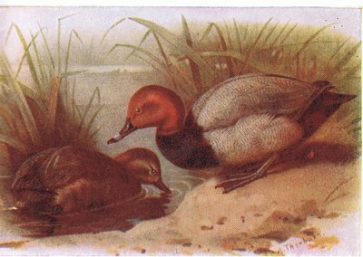 Tafelente von Archibald Thorburn
