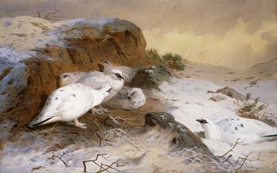 Schneehuhn im Schnee von Archibald Thorburn