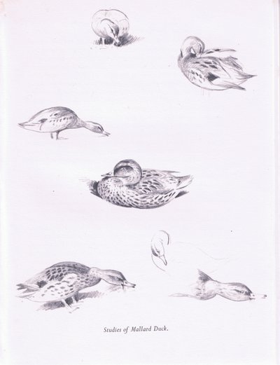 Studien von Stockenten von Archibald Thorburn