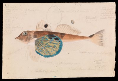 Schmetterlings-Gurnard, Lepidotrigla vanessa von Arthur Bartholomew