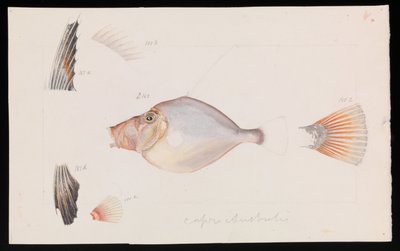 Silberdory, Cyttus australis von Arthur Bartholomew