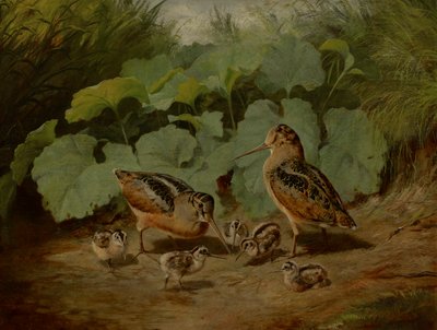 Waldschnepfe und Jungvögel von Arthur Fitzwilliam Tait