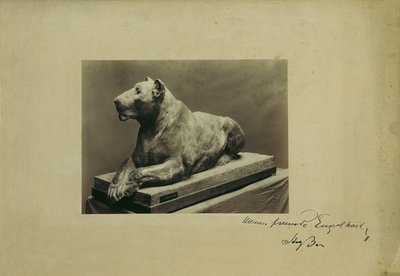 Löwin von Arthur Strasser