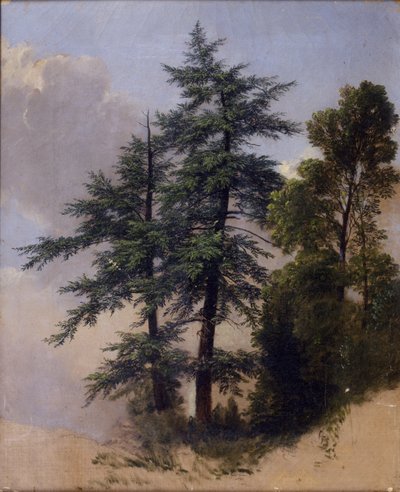 Baumstudie, Newburgh, N.Y., 1849 von Asher Brown Durand