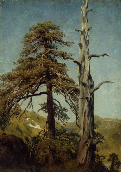 Studie von Bäumen von August Cappelen
