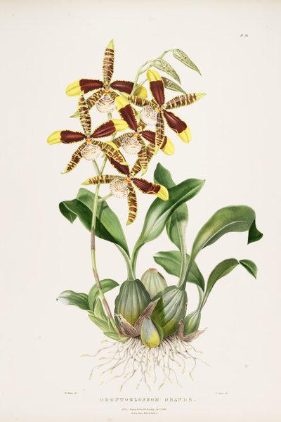 Rossioglossum grande von Augusta Innes Withers
