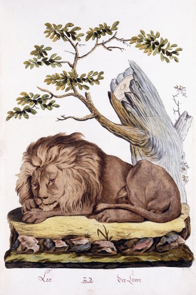 Löwe, 1794 von Austrian School