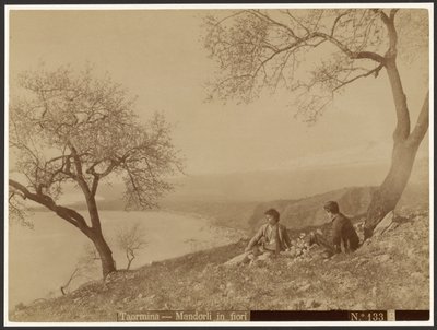 Blühende Mandeln, Taormina von Baron Wilhelm von Gloeden