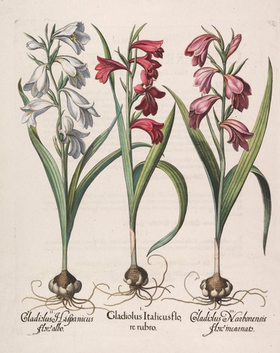 Gladiolus italicus flore rubro, 1613 von Basilius Besler