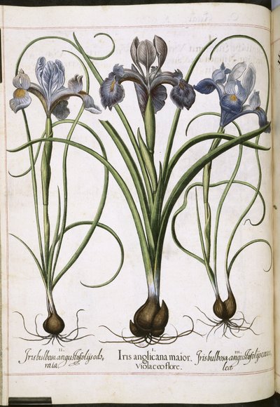Iris, aus 