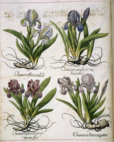 Iris, aus 