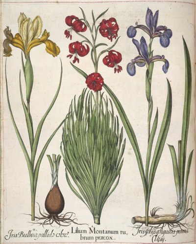 Iris, aus 