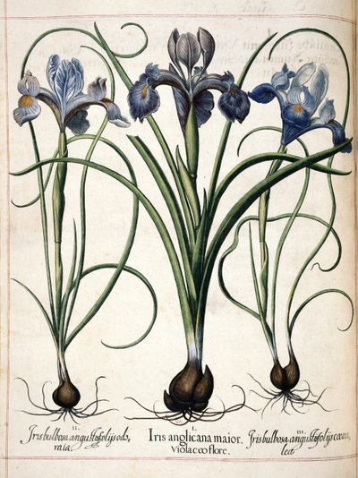 Iris, aus 