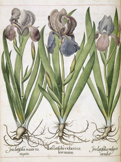 Iris, aus 