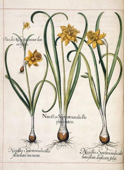 Narzisse, aus 