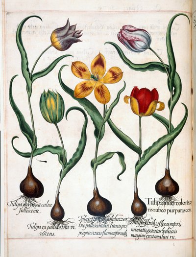 Tulpe, aus 