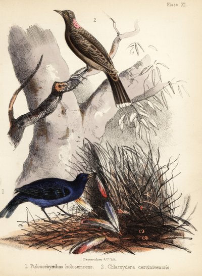 Satin- und Fahlbrust-Laubenvögel von Bauerrichter