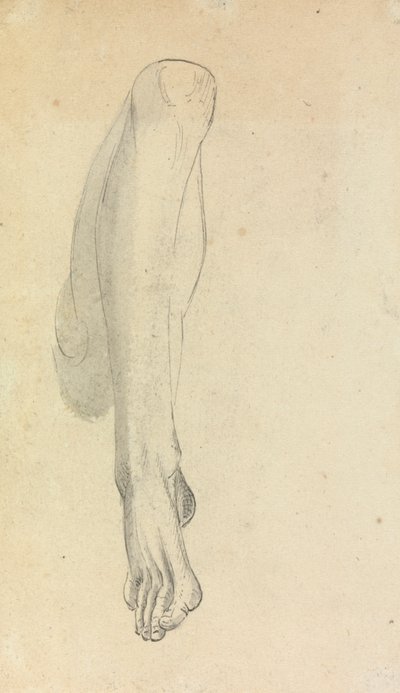 Anatomische Studie eines Beins von Benjamin Robert Haydon