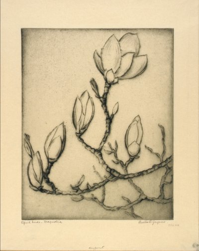 Aprilknospen - Magnolie von Bertha E. Jaques